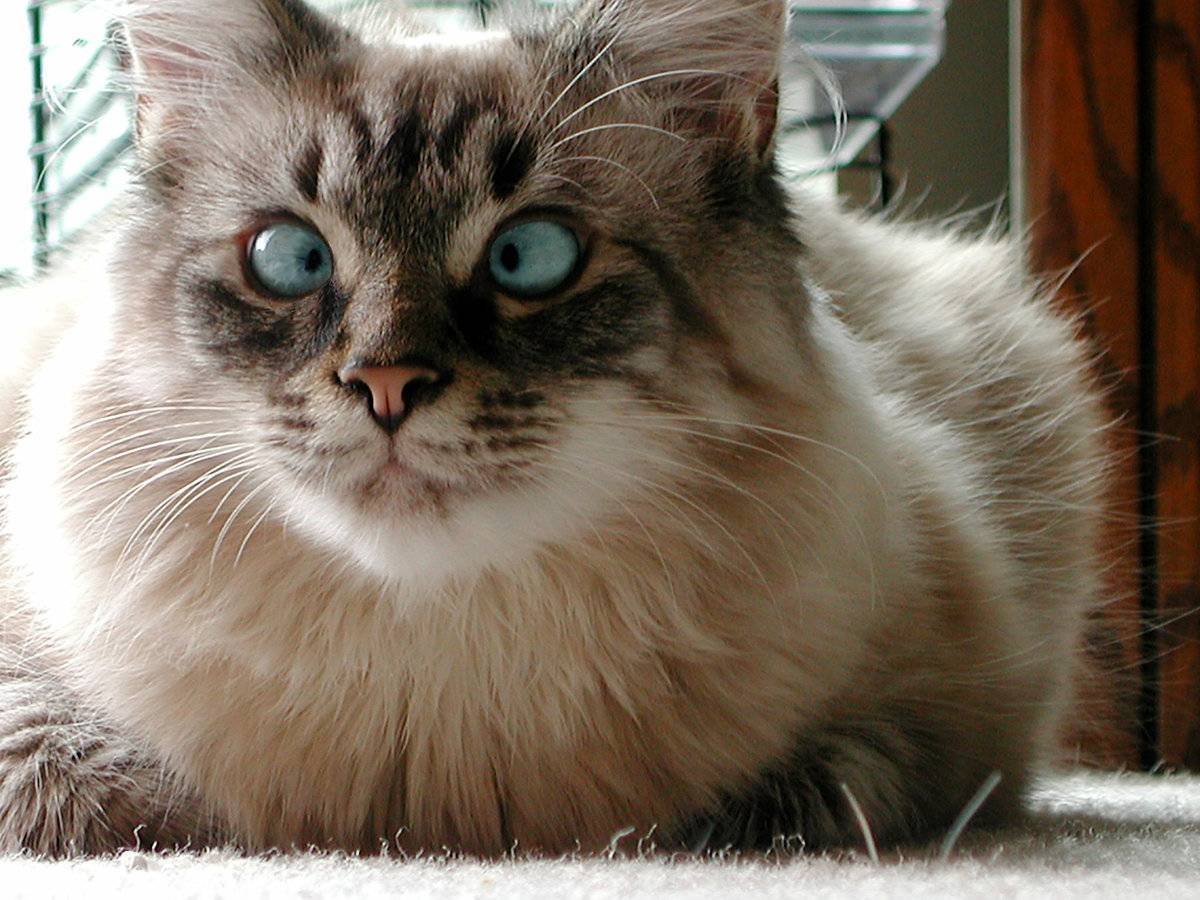 Кот с косоглазием