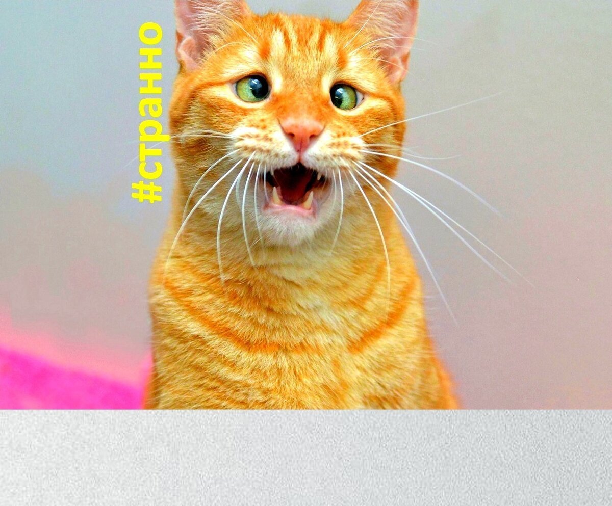 Косоглазие у кошек