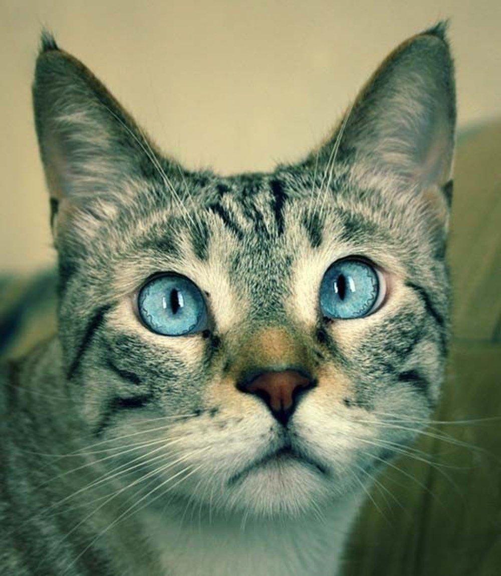 Косоглазый котик