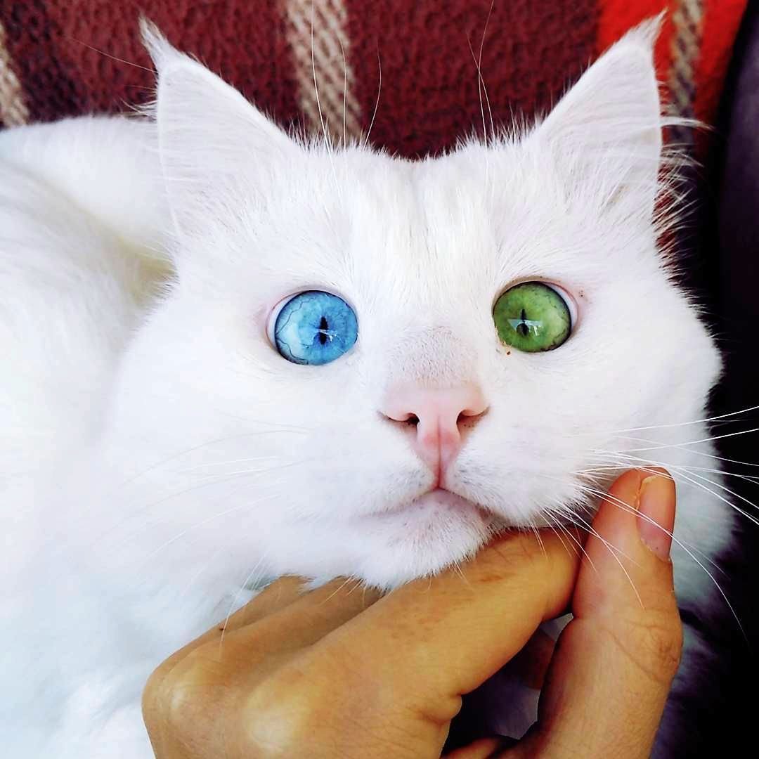 Сиамский кот метис
