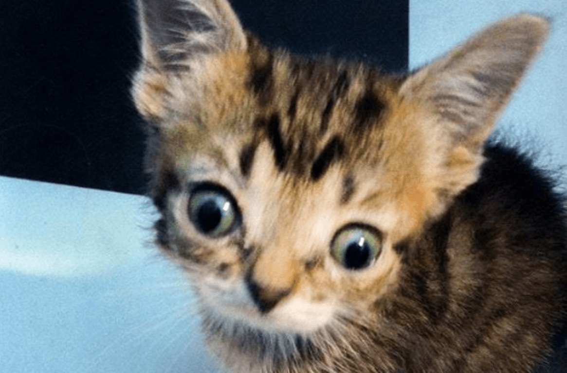 Косой рыжий кот