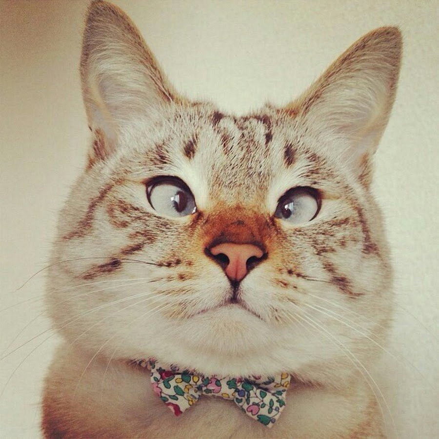 Сиамский кот косоглазый