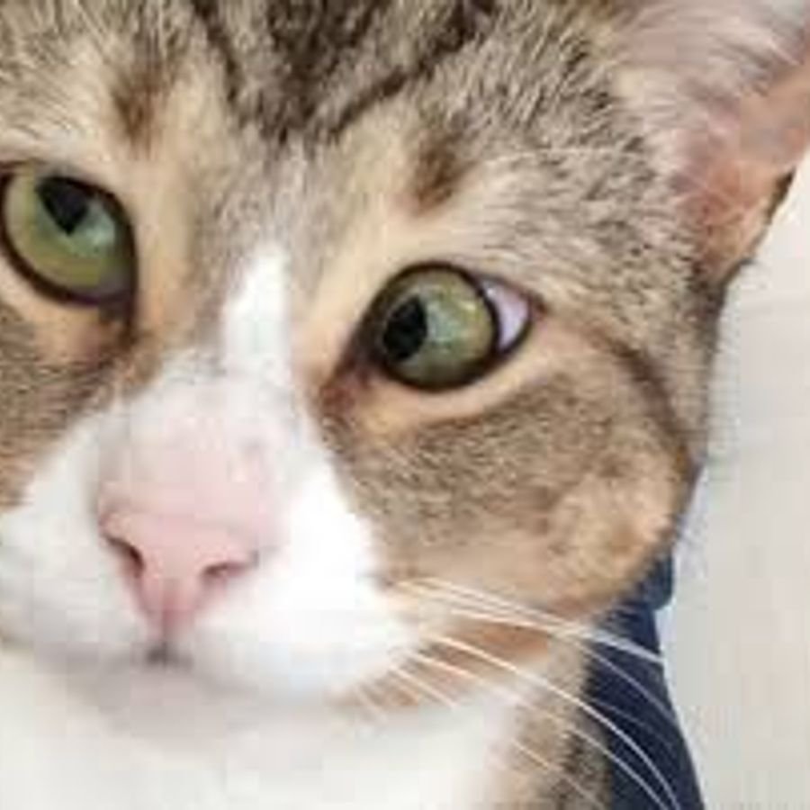 Широкий котик