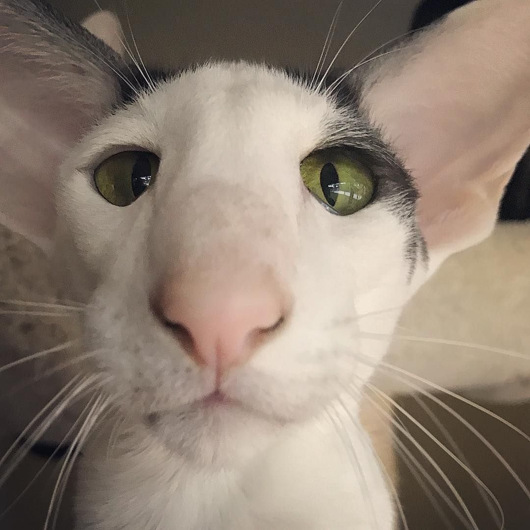Тайская кошка косоглазие