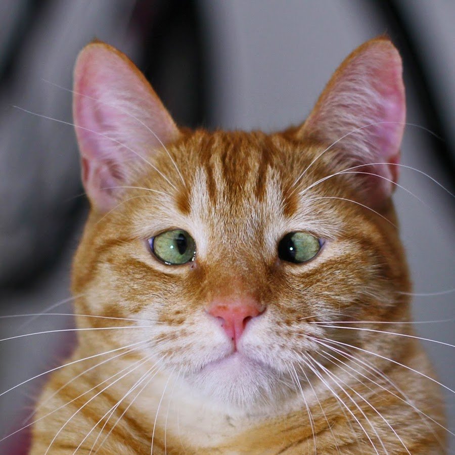 Тайская кошка косоглазие