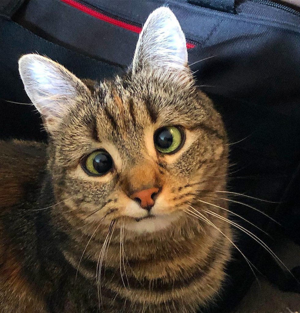 Удивленный котик косоглазый
