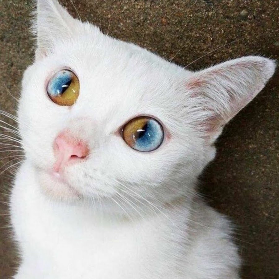 Косоглазый кот