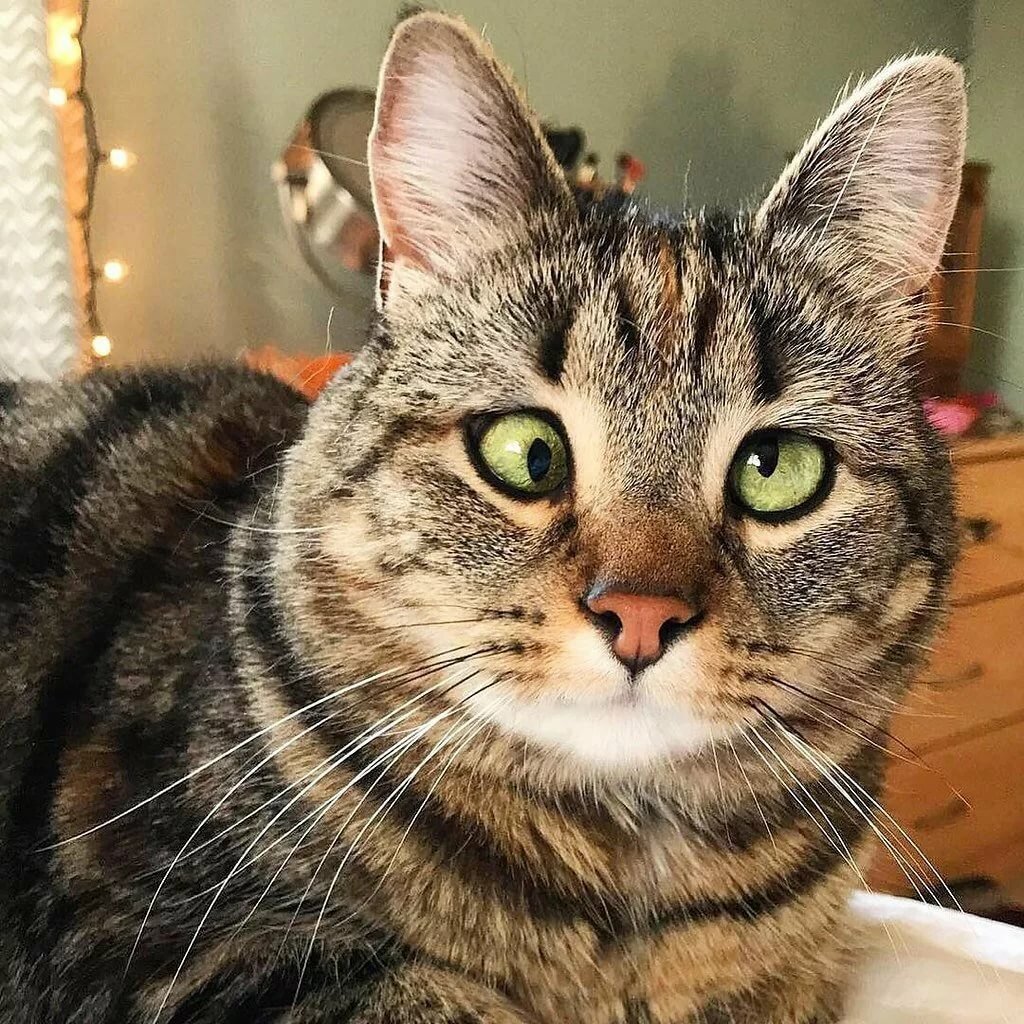 Косоглазый кот