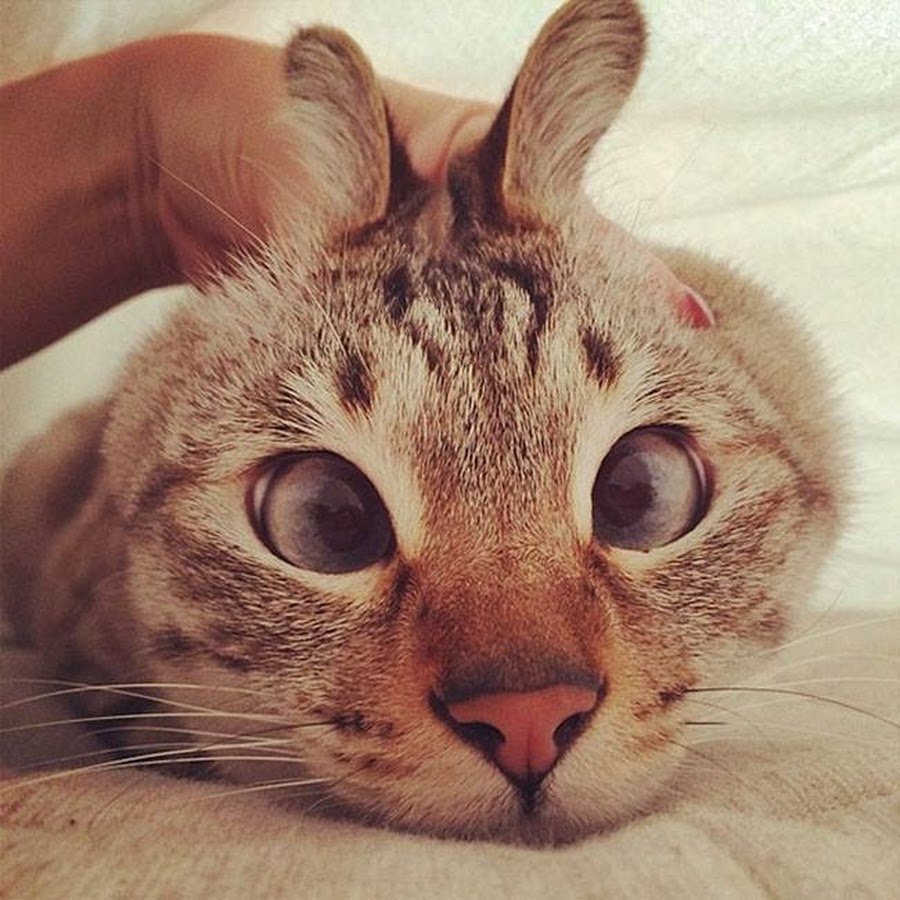 Косоглазый кот Джарвис