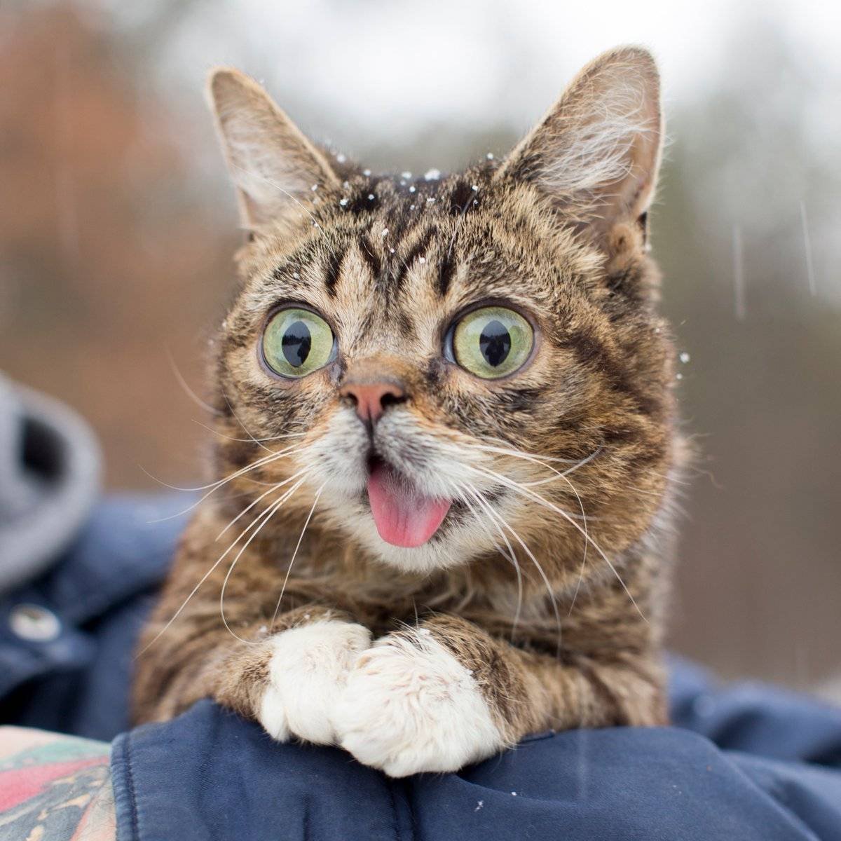 Смешной кот