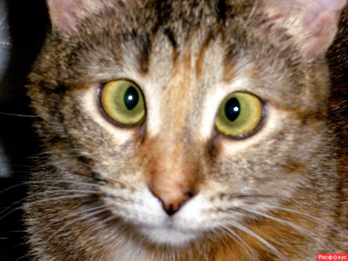 Сиамская кошка