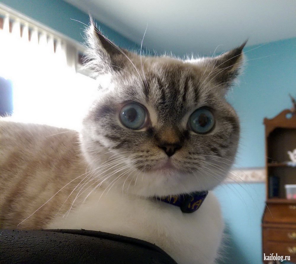Buzzfeed Cat memes