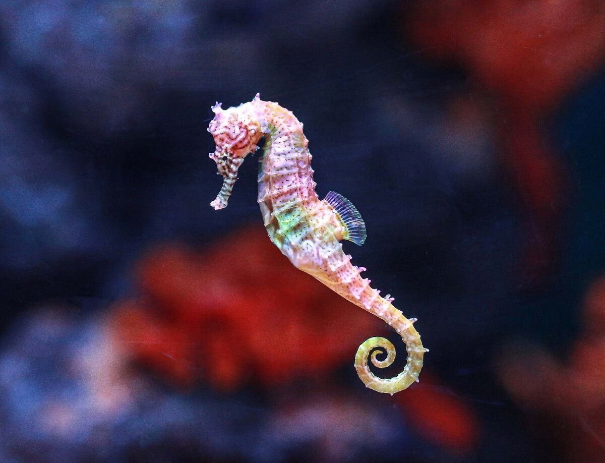 Рыба морской конек гиппокамп