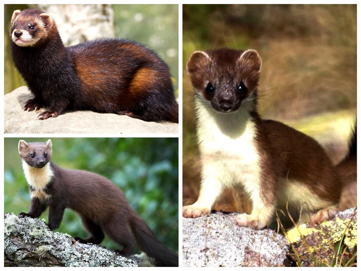 Хорёк Эстетика