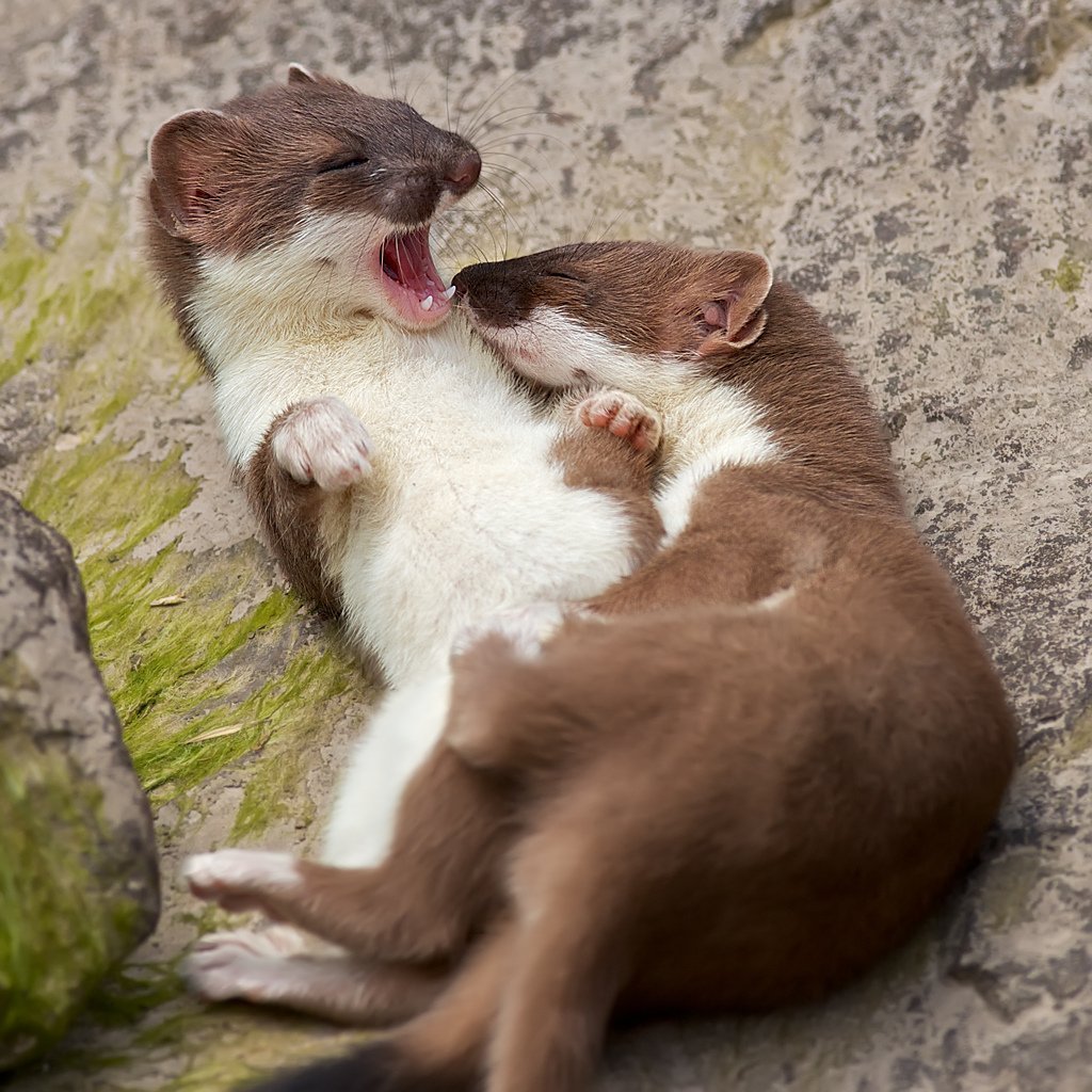 Хорек и пирожное
