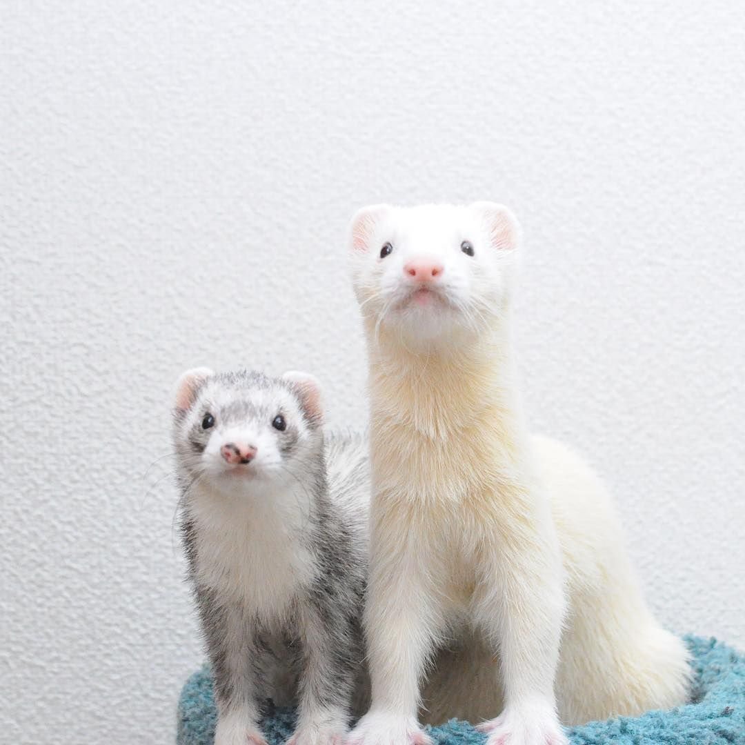 Хорек серый