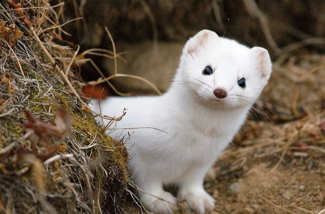 Горностай норка