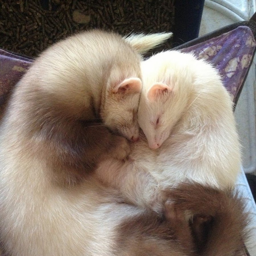 Ласка животное домашняя