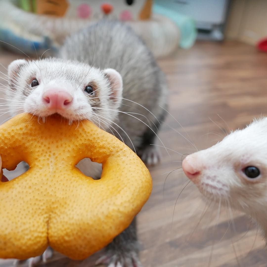 Хорь и ласка