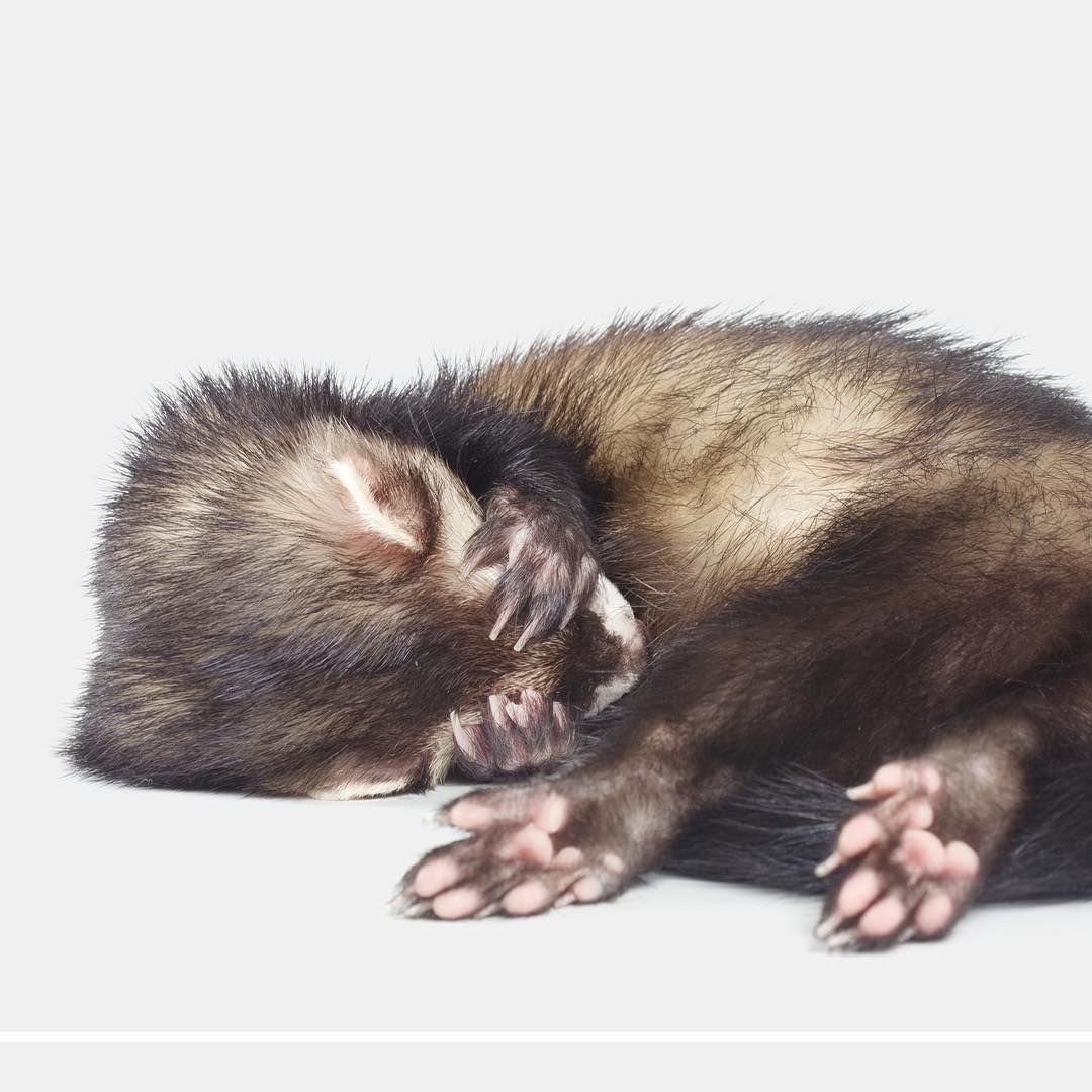 Лесса Каури "ласурские хорьки"