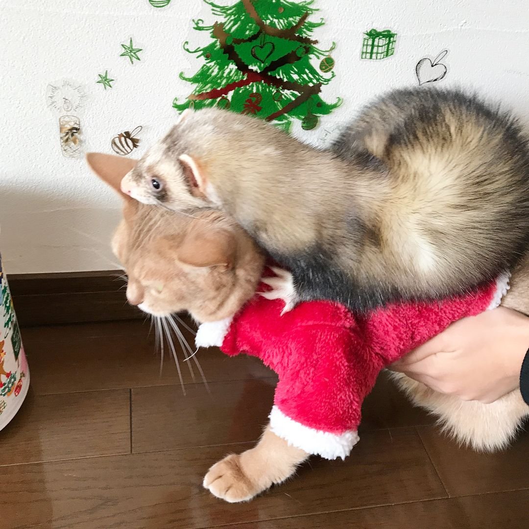 Детеныш куницы белый