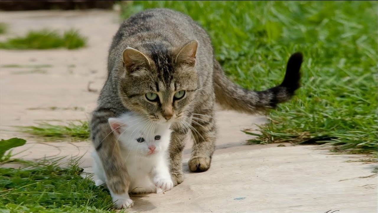 Котята зовут мать. Кошка защищает котят. Маме котиков. Котики мы. Смешные фото животных с надписями.