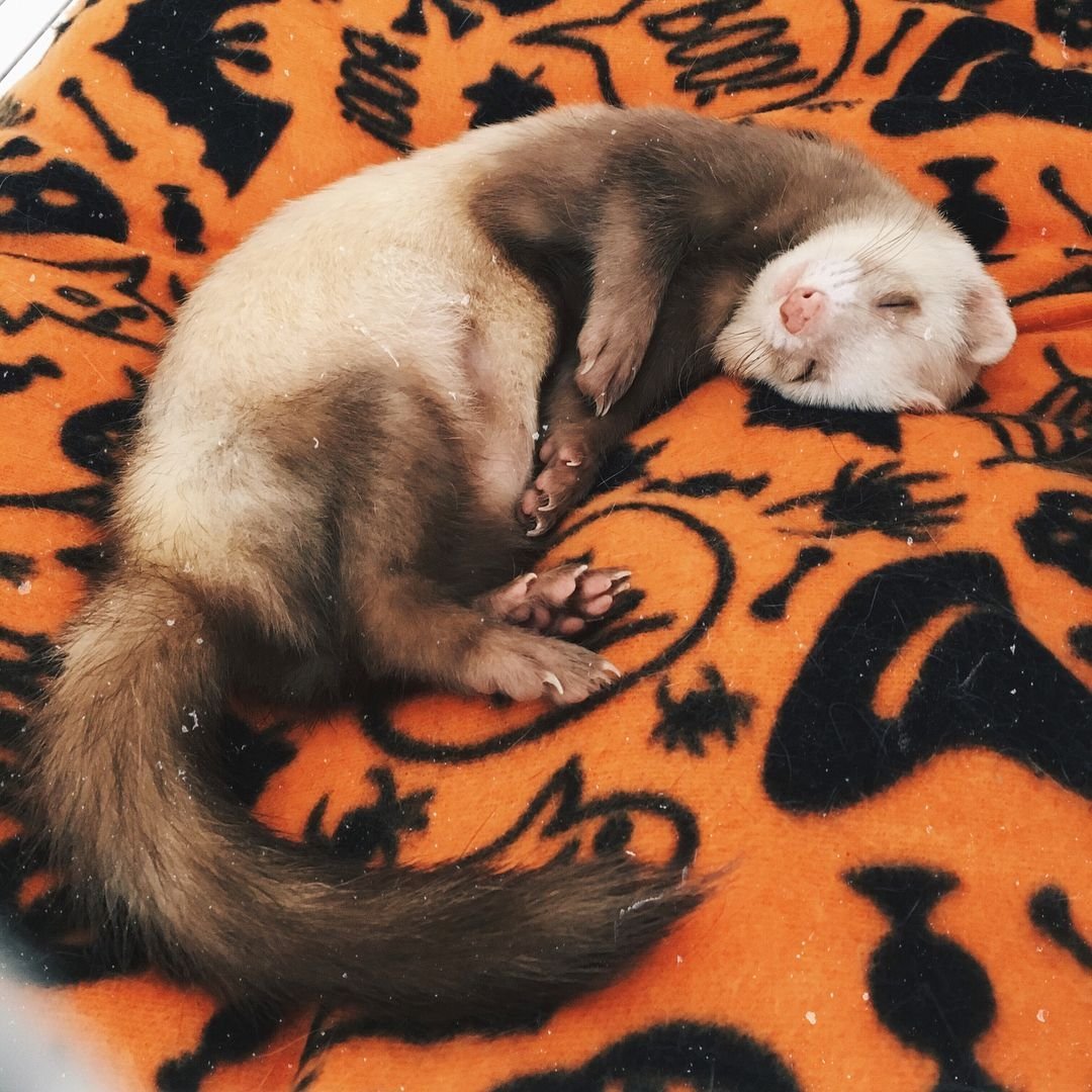 Хорек коричневый