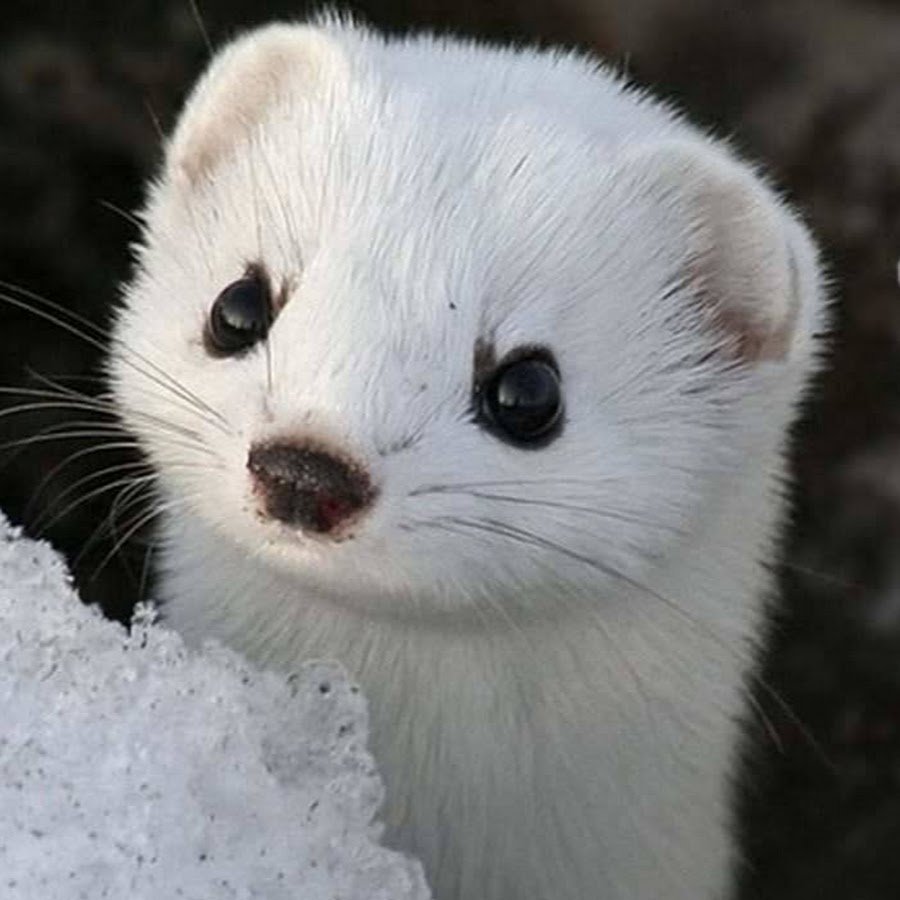 Светлый хорь – Mustela eversmanni