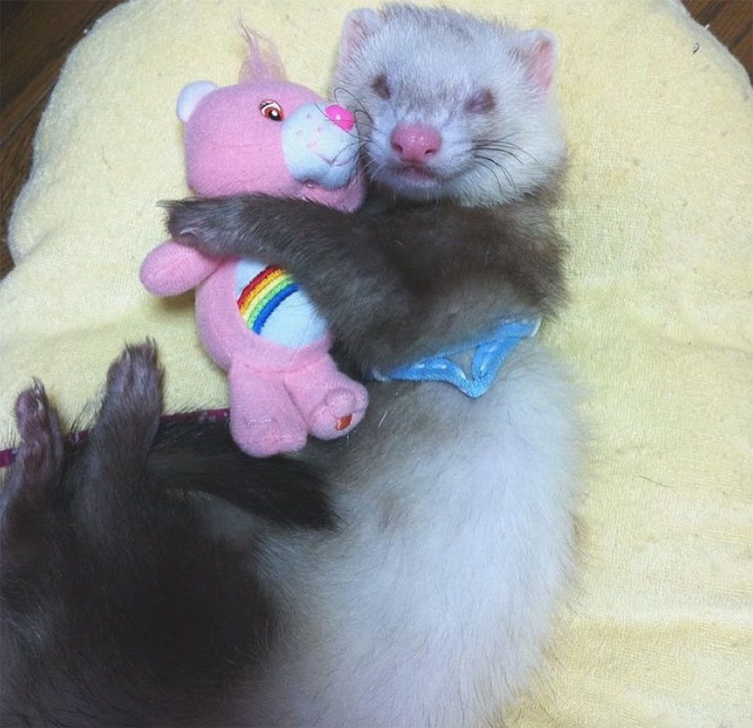 Игрушки для хорька