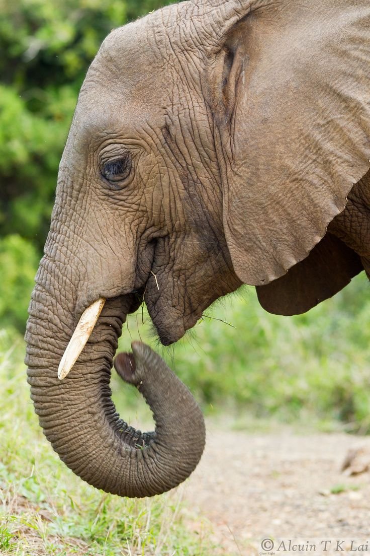 Глаза слоненка