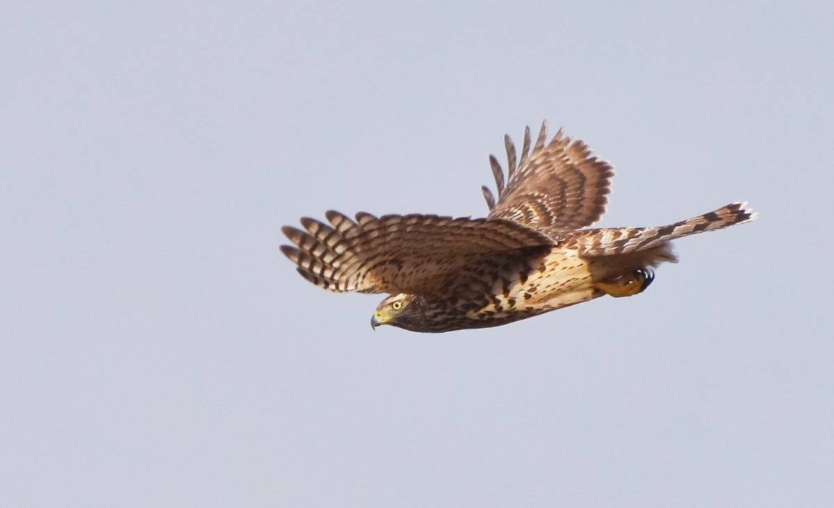 Хищные птицы Ленинградской области Скопа