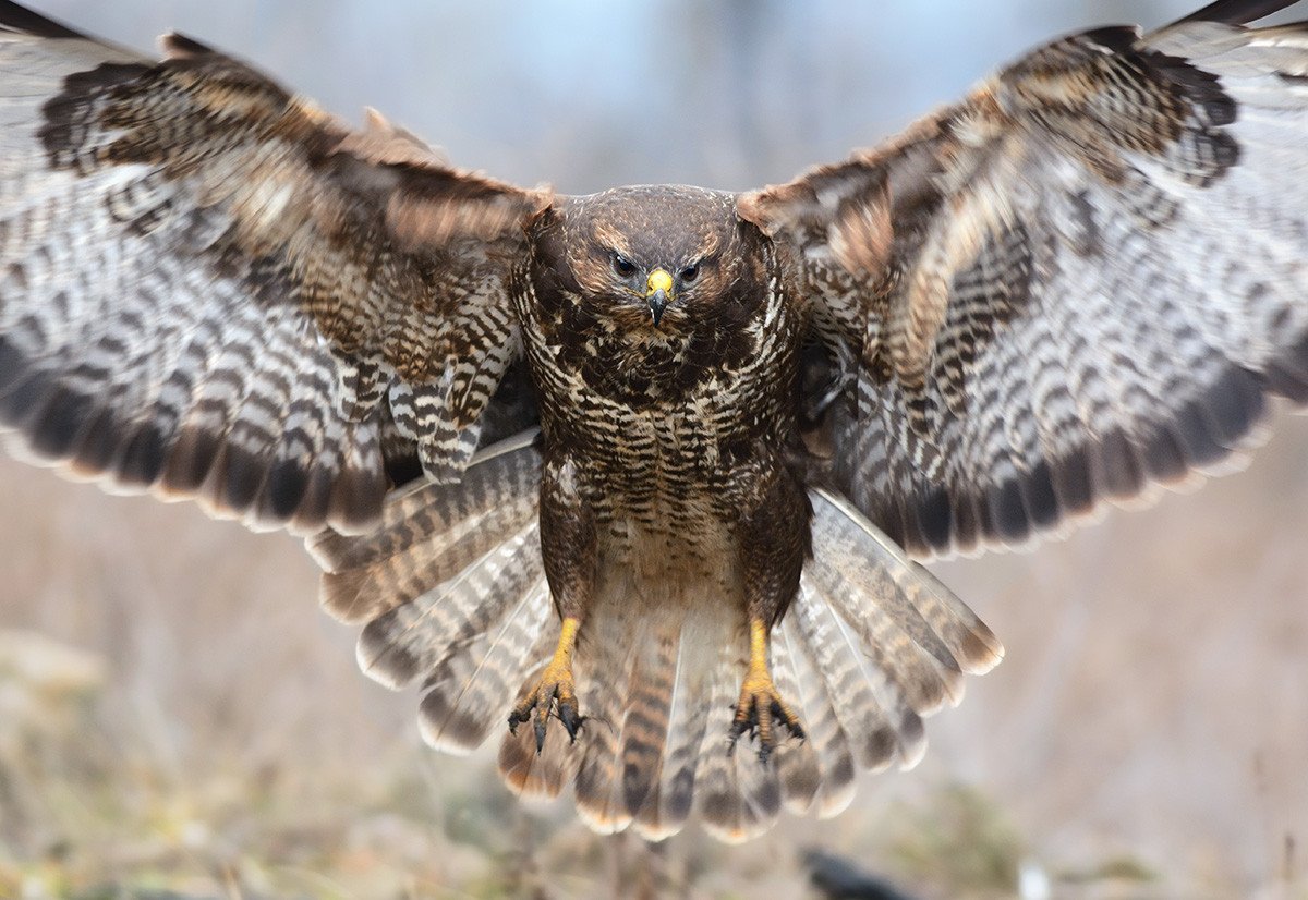 Ястреб тетеревятник полет