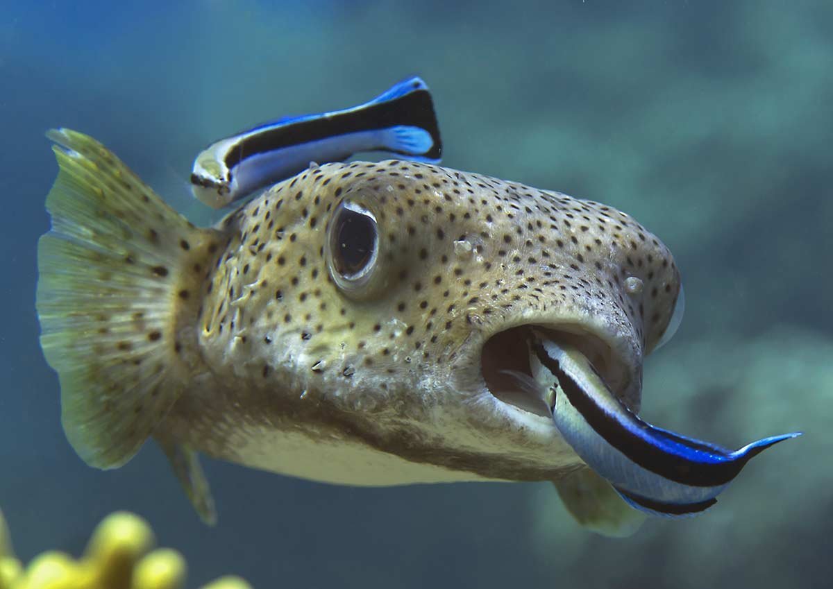 Рыба губан чистильщик