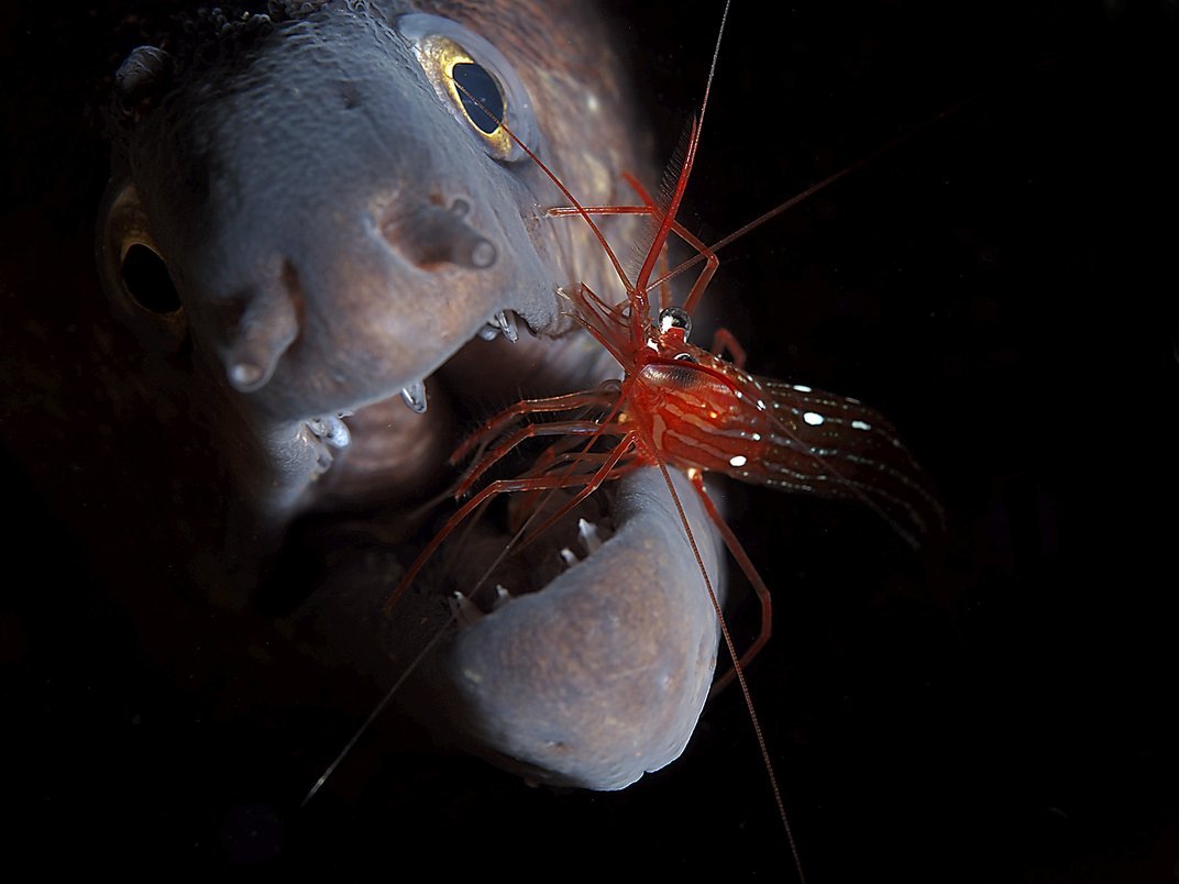 Креветка дантист мурена