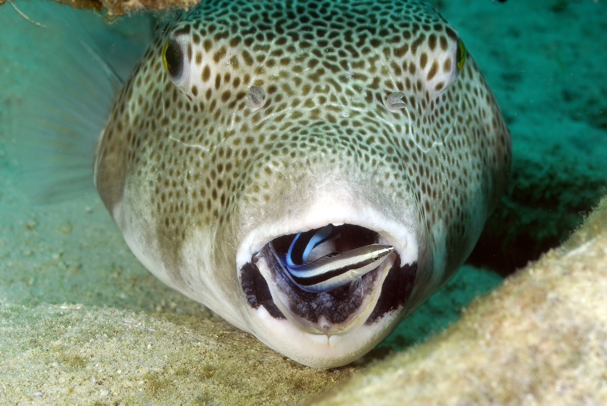 Мурена и рыба чистильщик