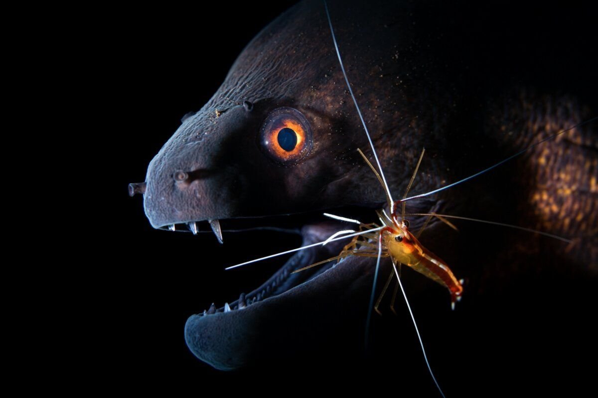 Симбиоз рыб-чистильщиков