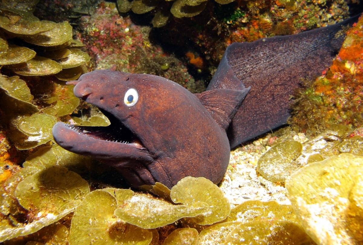 Губан-доктор двухцветный