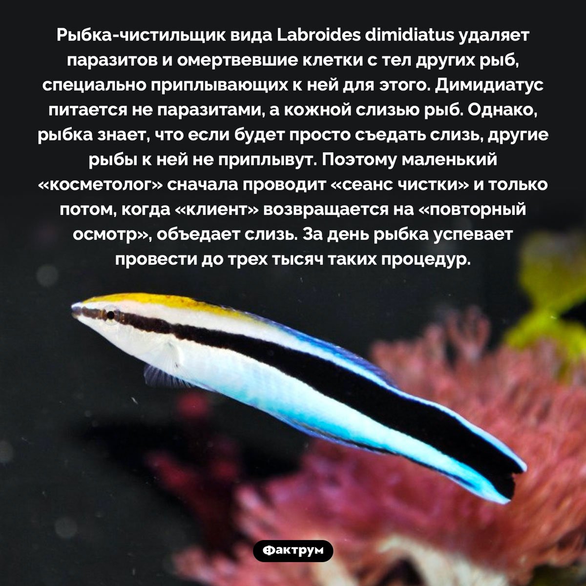 Рыба санитар