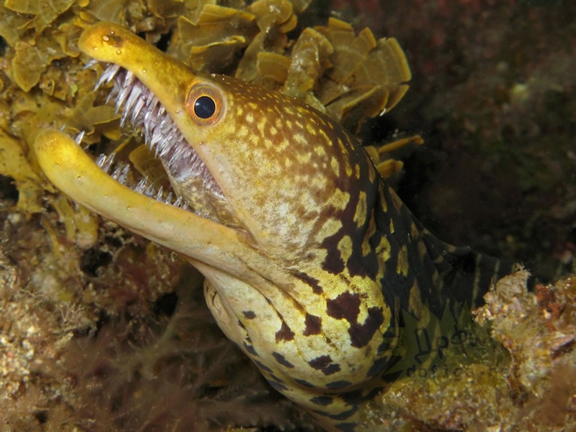 Саблезубая мурена