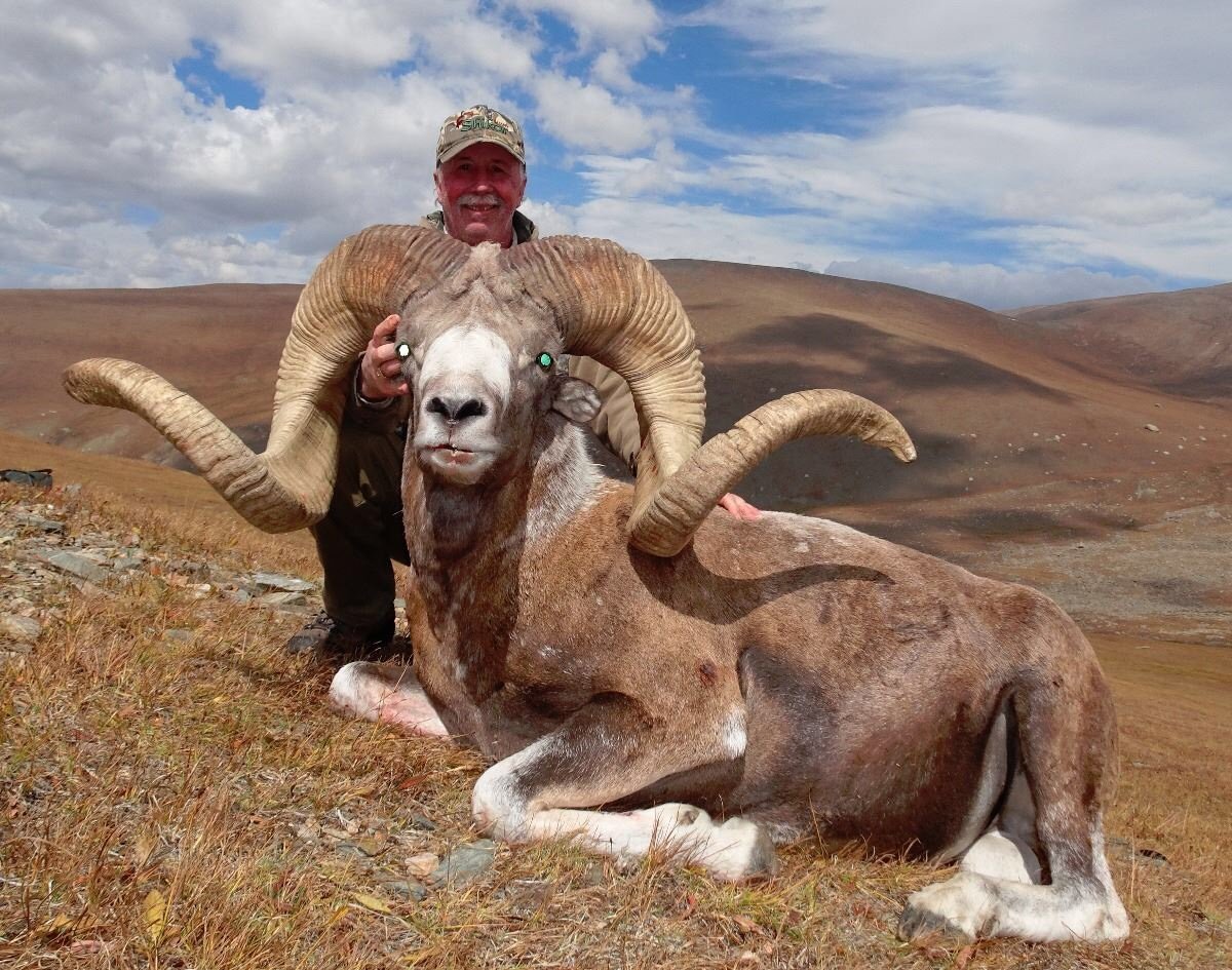 Mongolian Argali