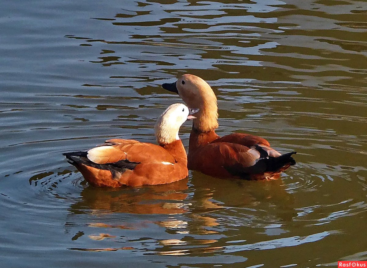 Красная утка Огарь