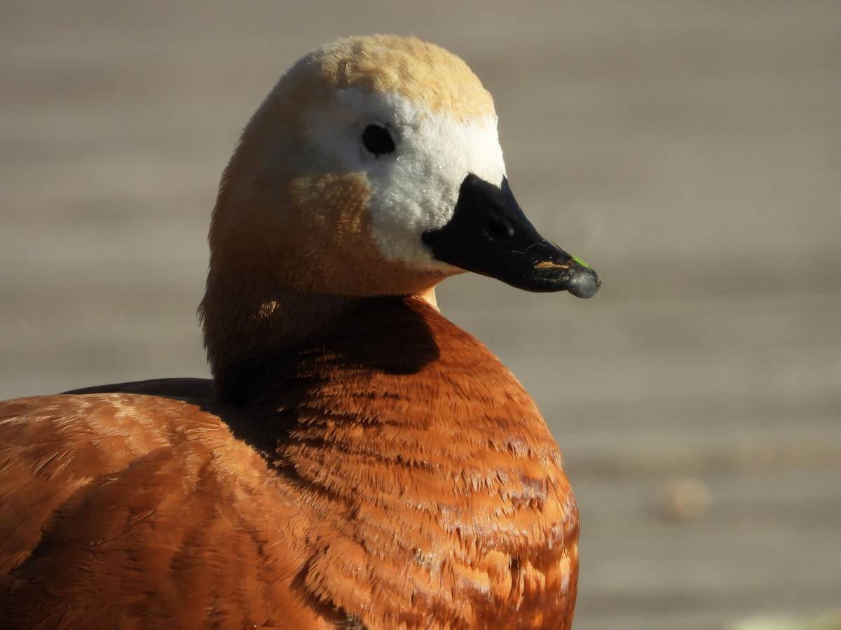 О́гарь (Tadorna ferruginea)