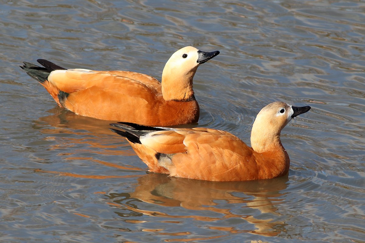 Огарь Tadorna ferruginea