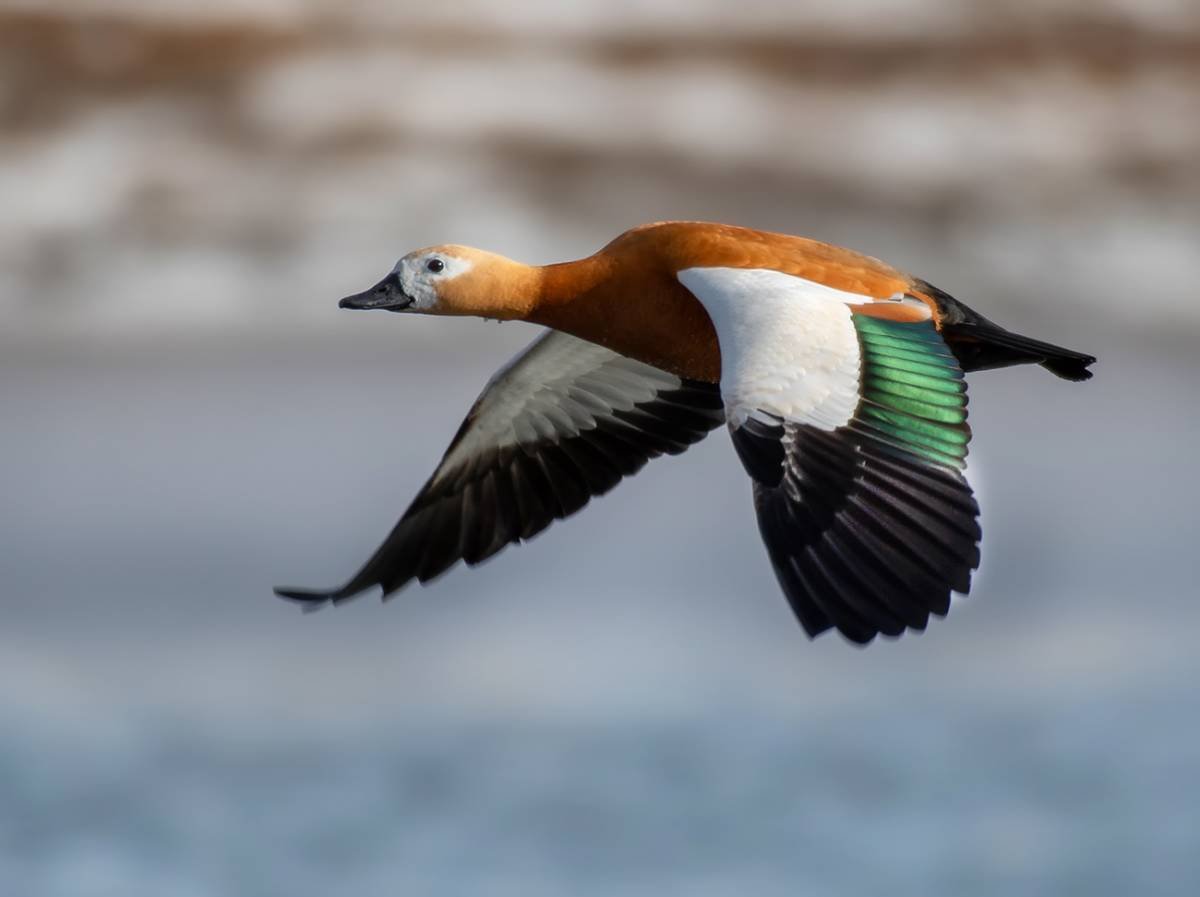 Огарь, красная утка (Tadorna ferruginea)