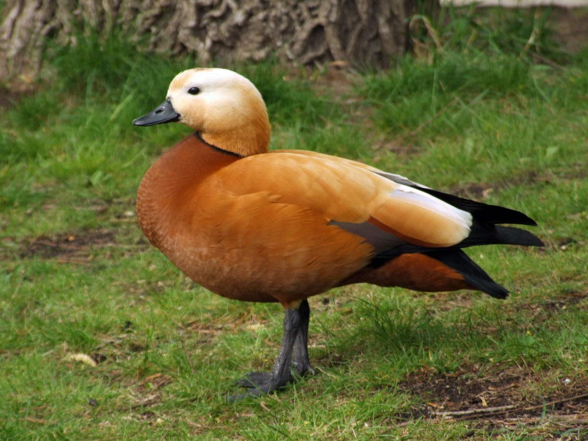 Красная утка Огарь