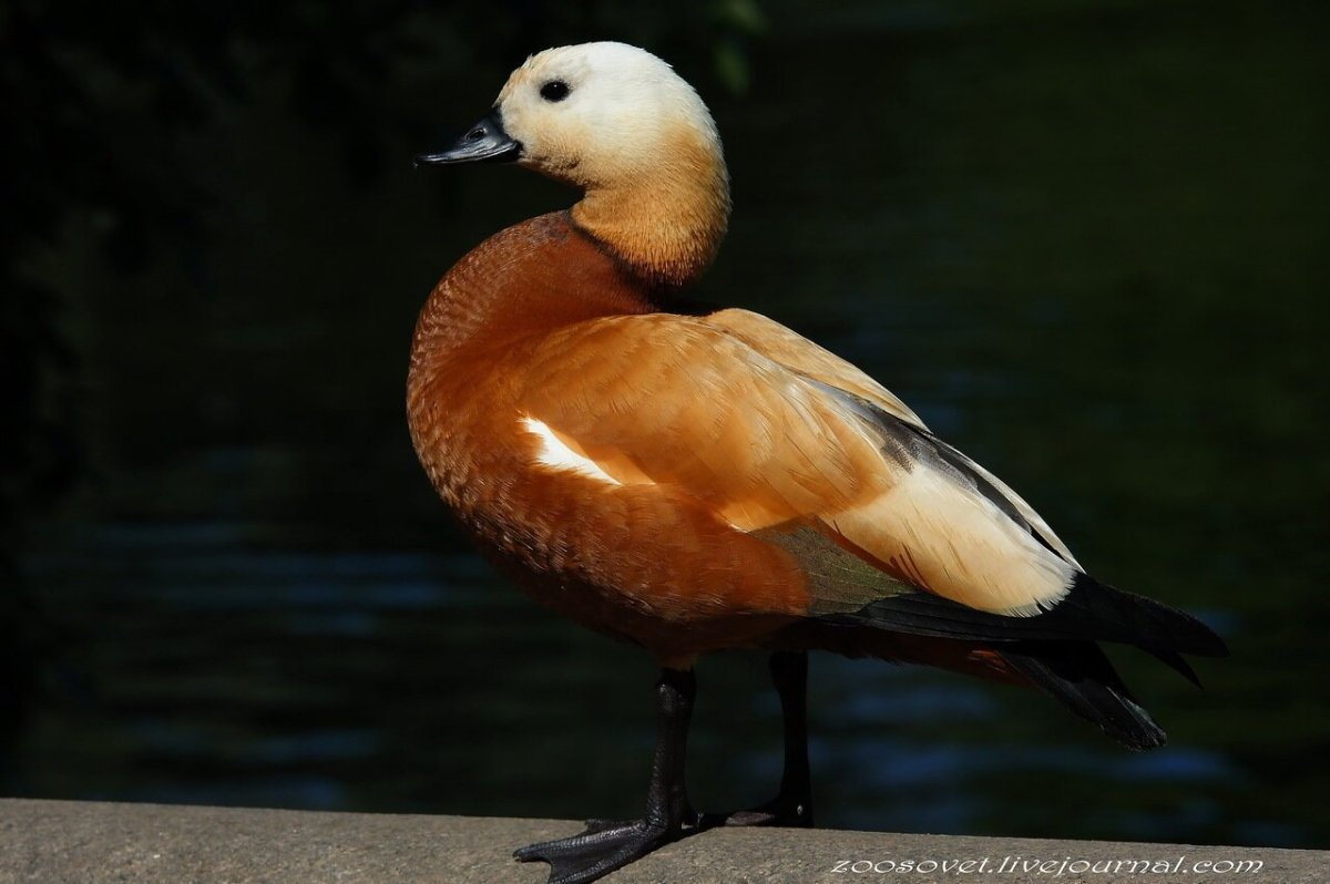 Дикие утки Огарь