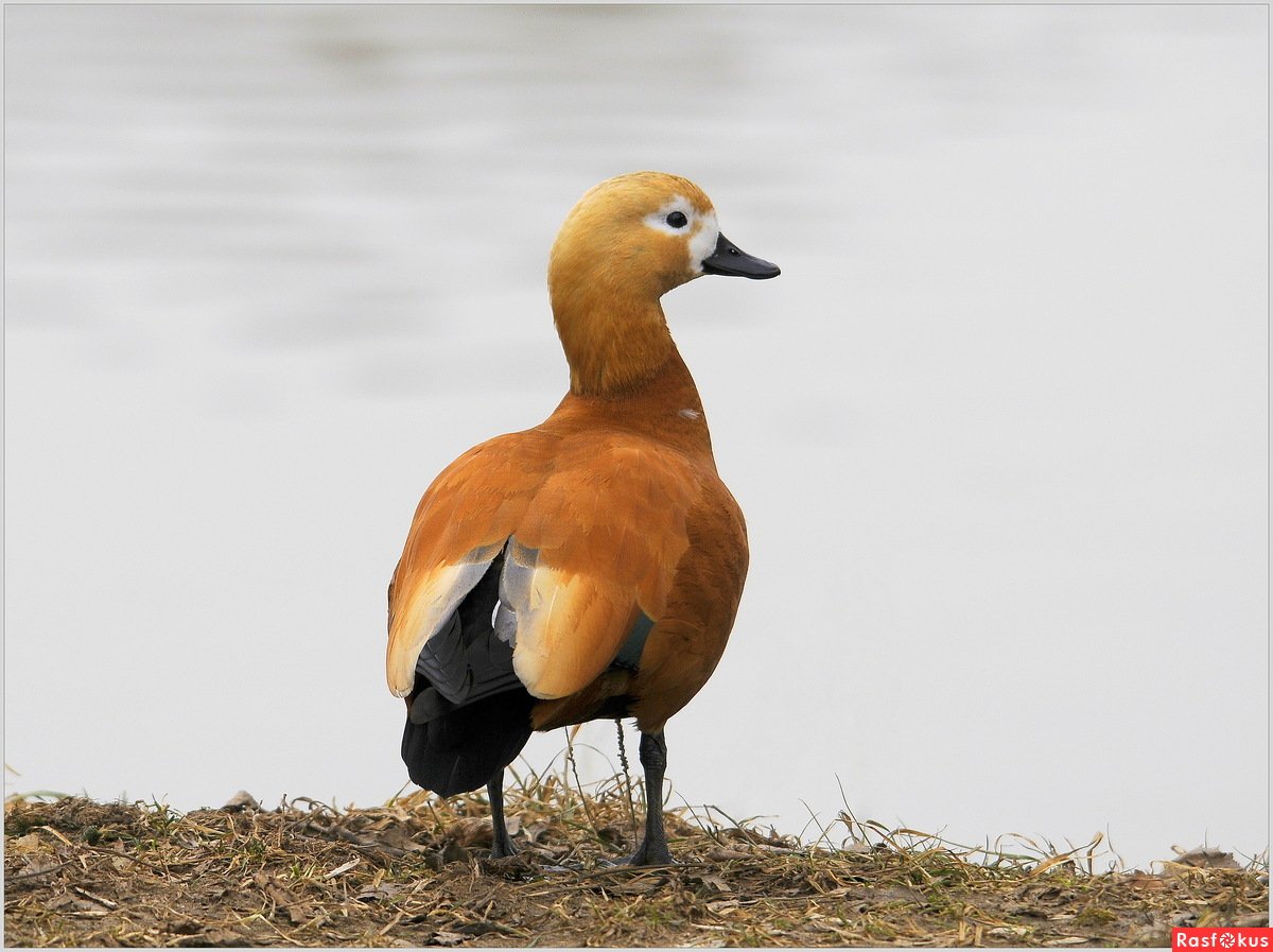 Дикие утки Огарь