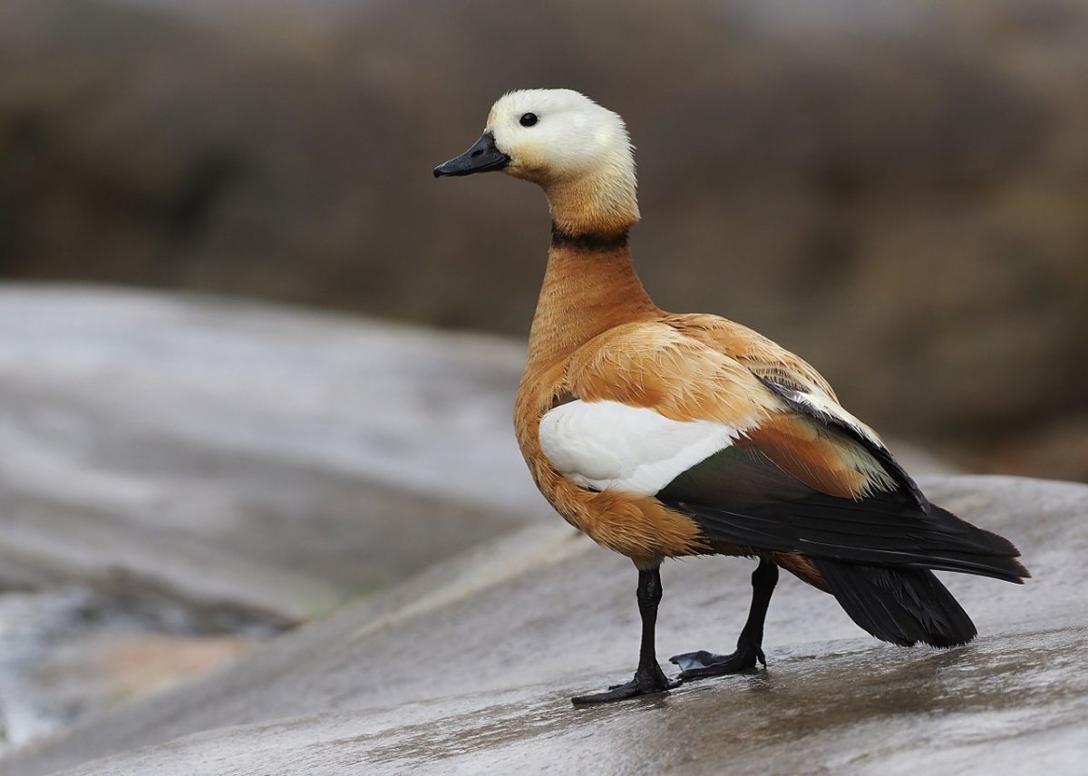 Водоплавающая птица Огарь