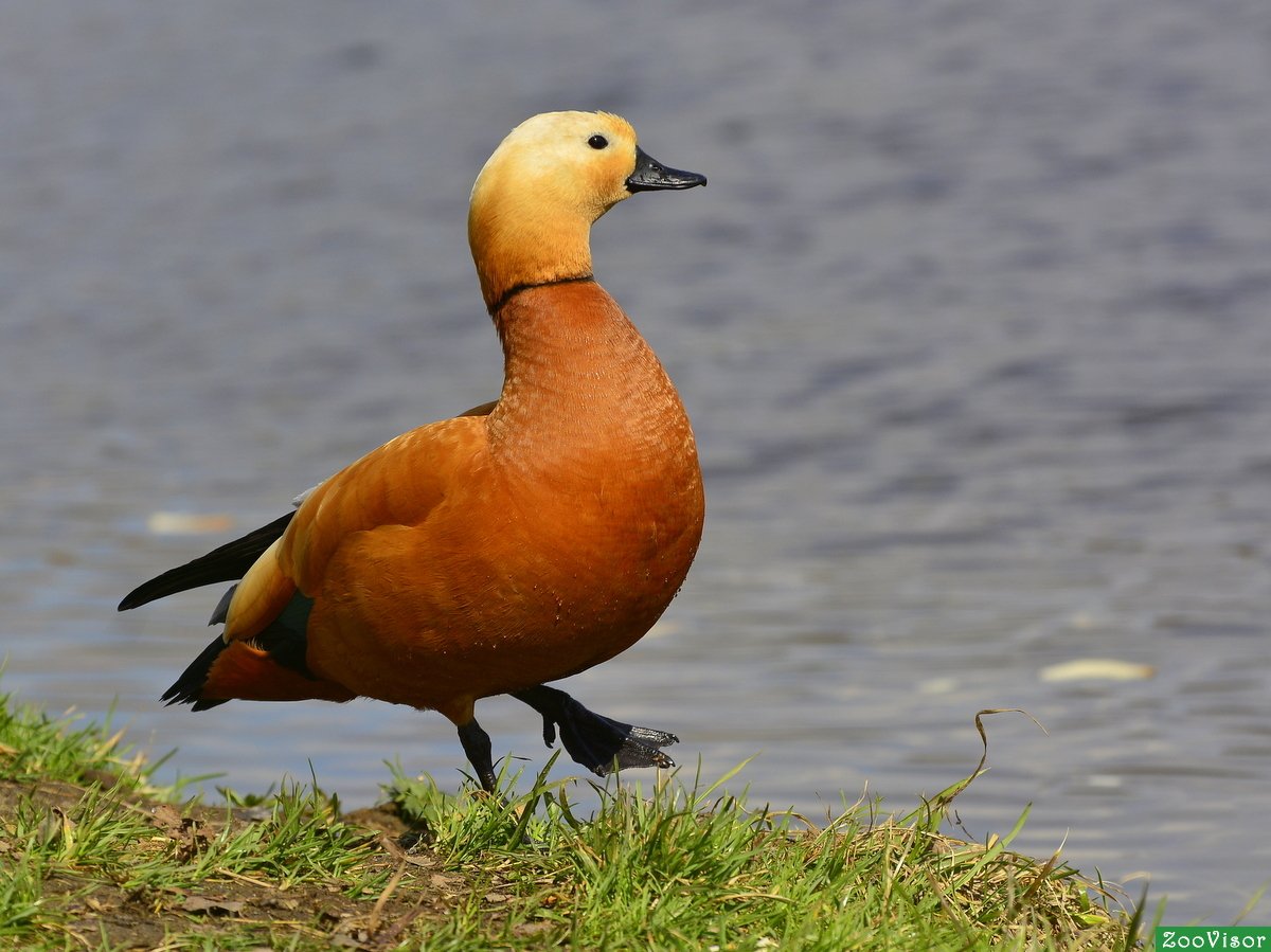 Огарь обыкновенный