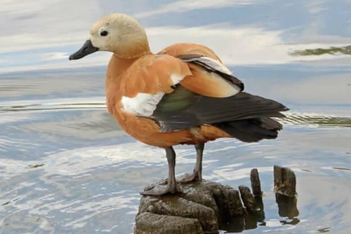 Красная утка Огарь